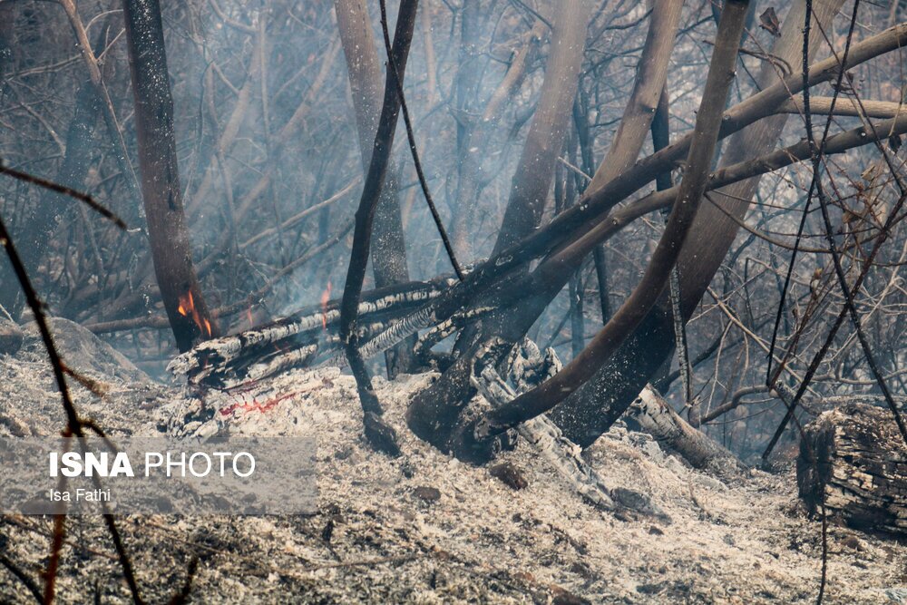 تصاویر: آتش سوزی ۶ هکتار از باغات روستای تنگ سریز بویراحمد