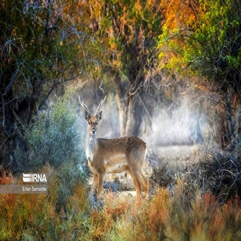 تصاویر: گوزن زرد ایرانی