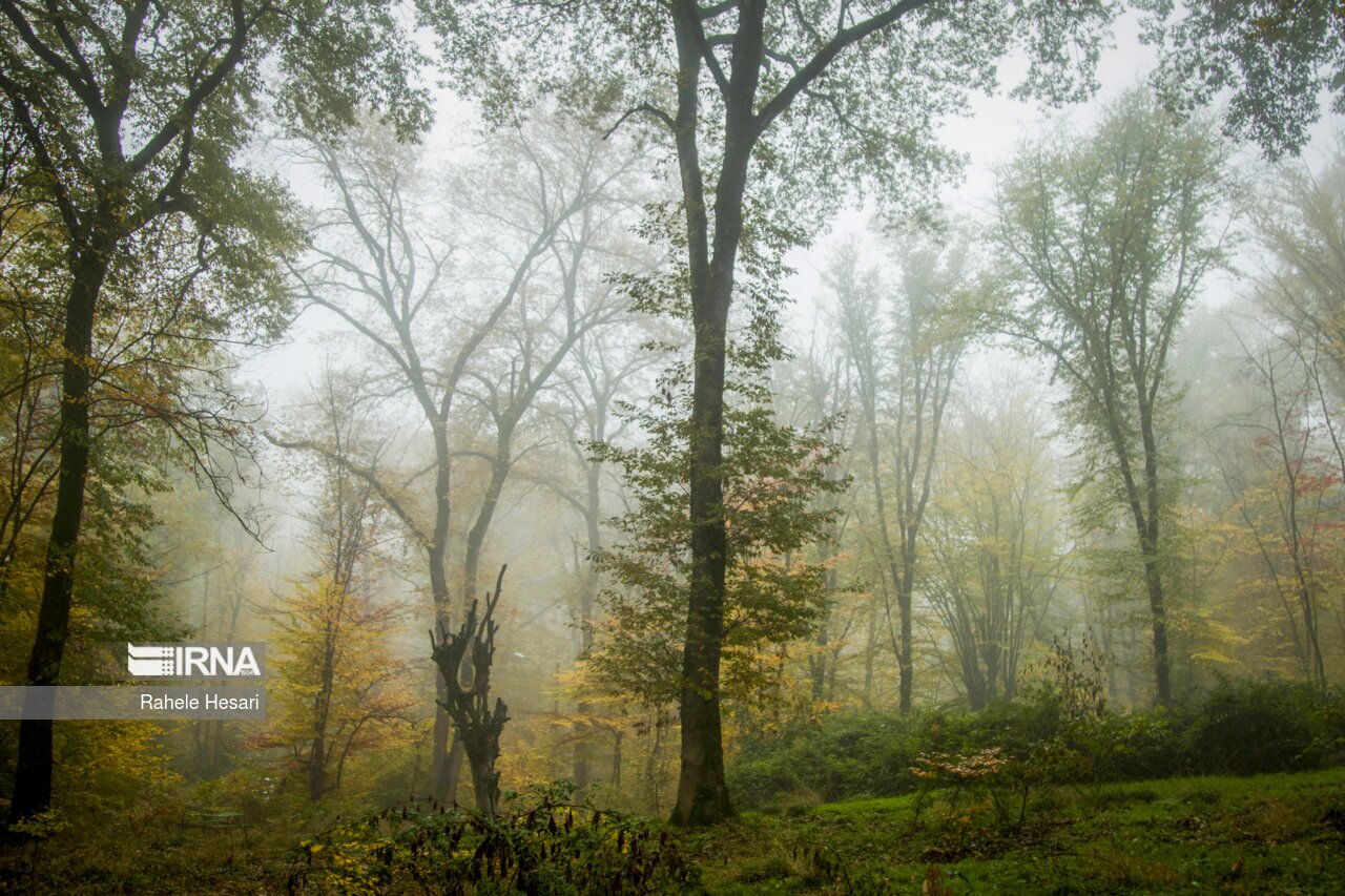 تصاویر: طبیعت بارانی النگدره