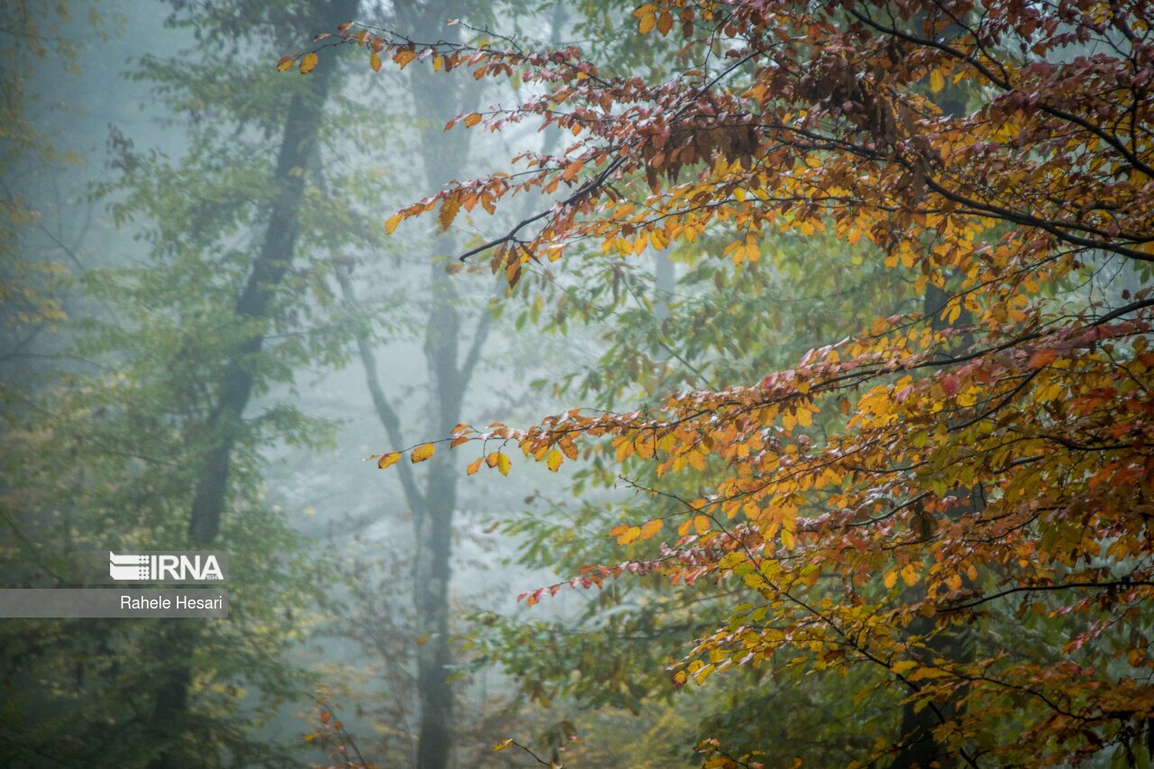 تصاویر: طبیعت بارانی النگدره