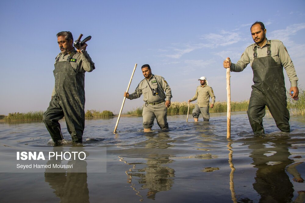 تصاویر: نگهبانان تالاب