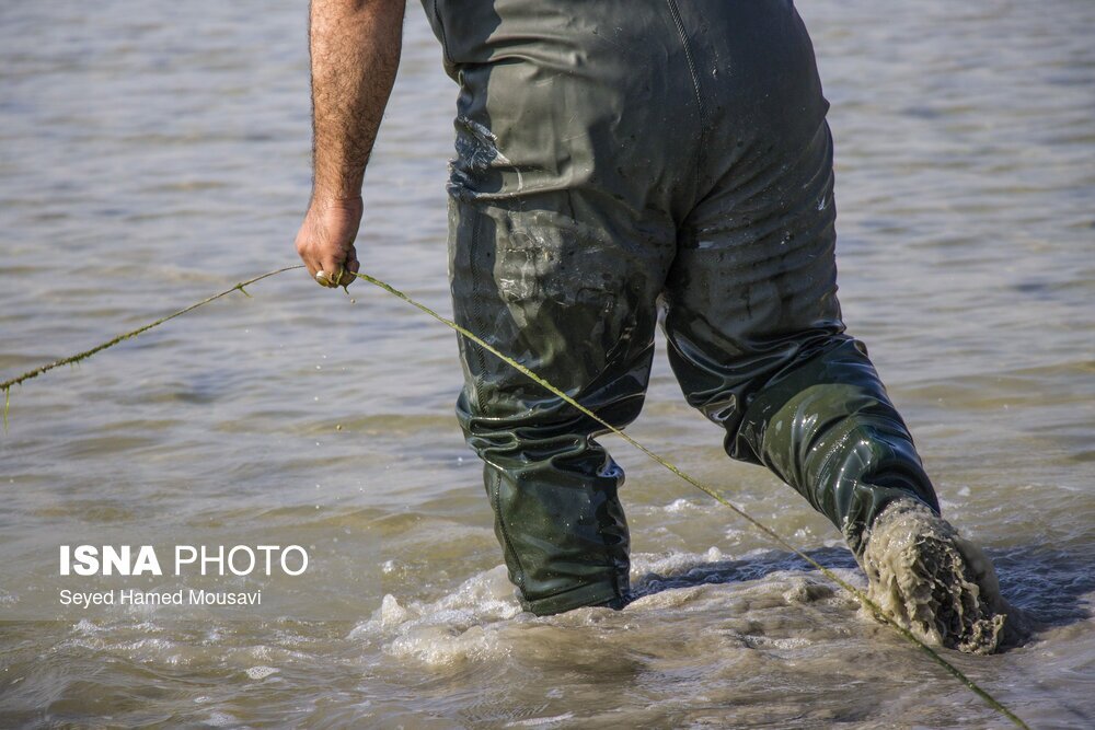 تصاویر: نگهبانان تالاب