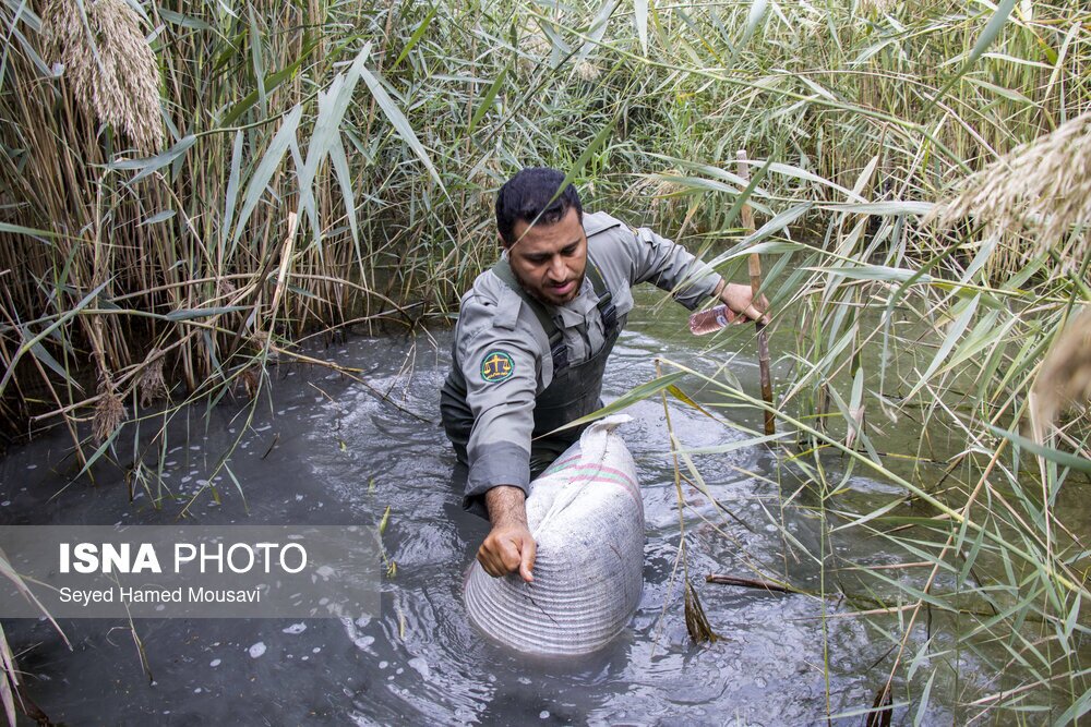 تصاویر: نگهبانان تالاب