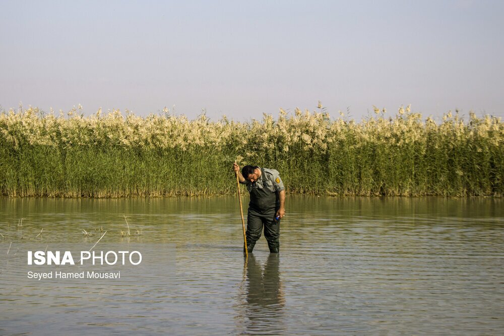 تصاویر: نگهبانان تالاب