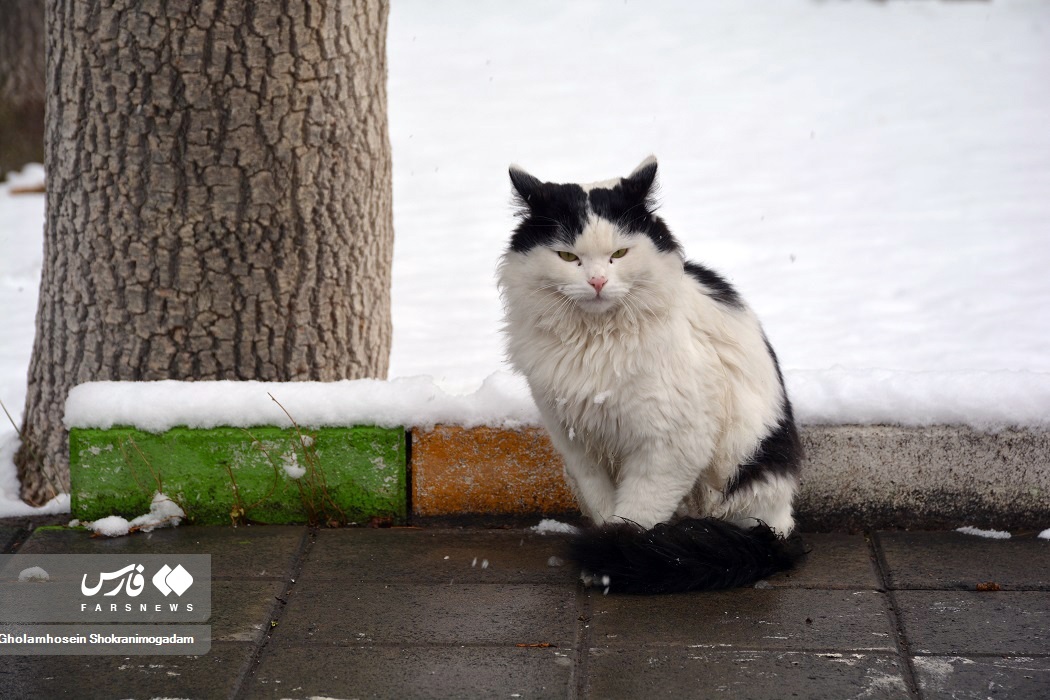 تصاویر: «برف پاییزی» در اردبیل