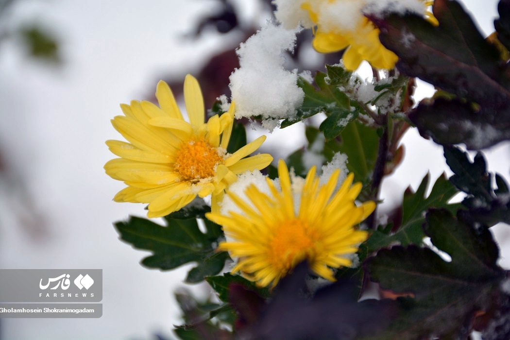 تصاویر: «برف پاییزی» در اردبیل