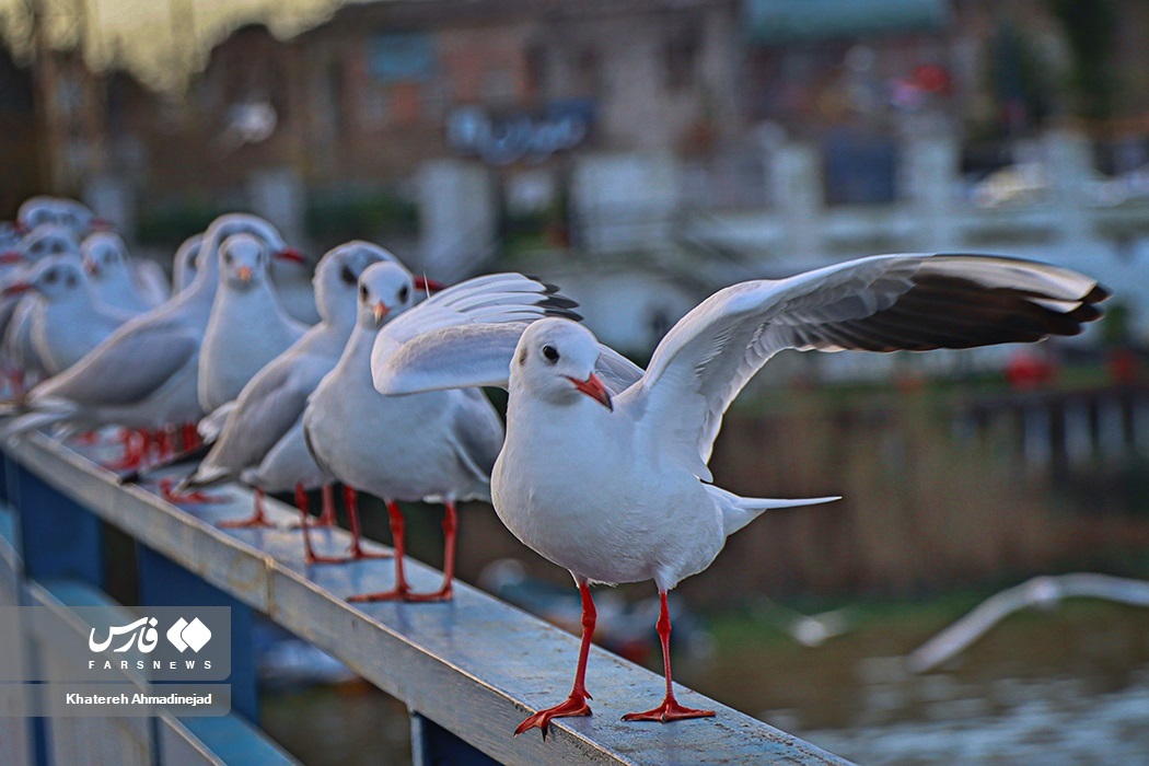 تصاویر: «مهاجران سیبری» در گیلان