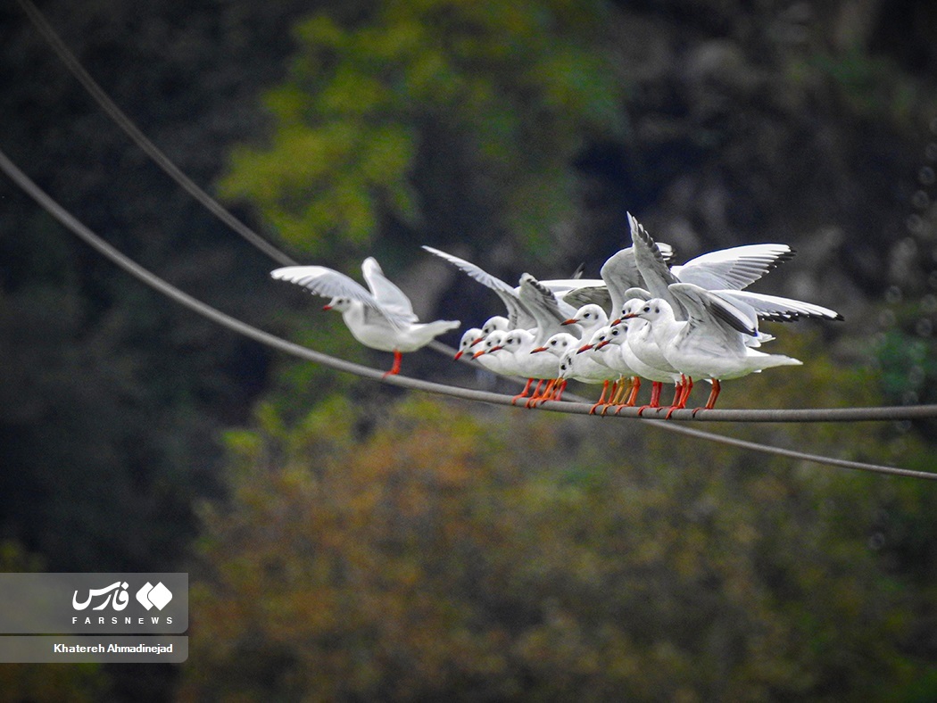تصاویر: «مهاجران سیبری» در گیلان