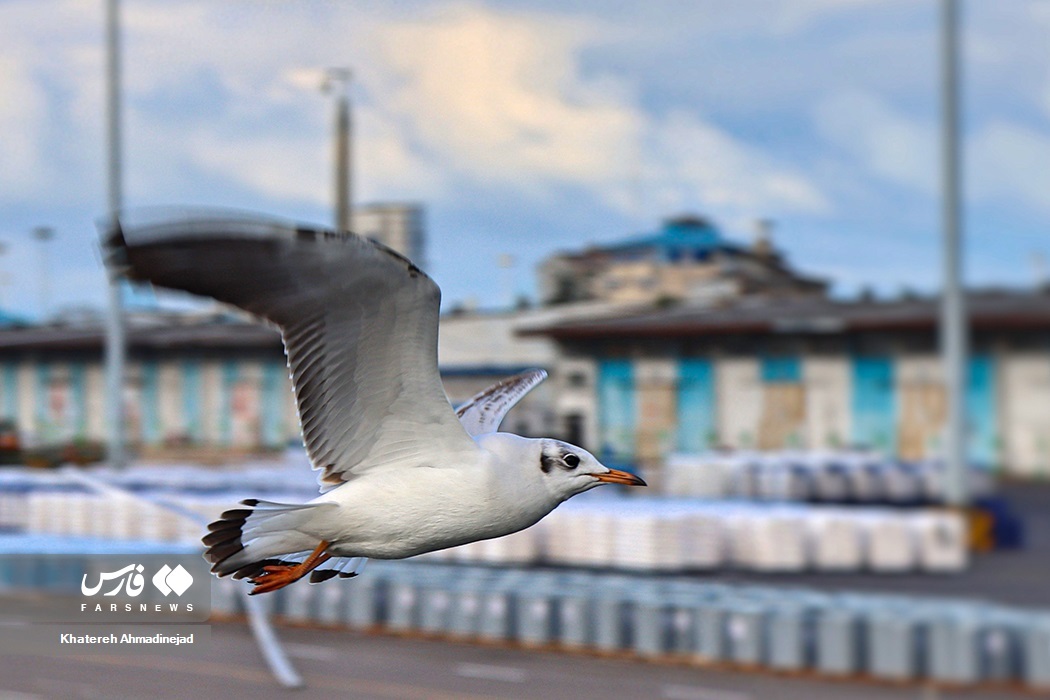 تصاویر: «مهاجران سیبری» در گیلان