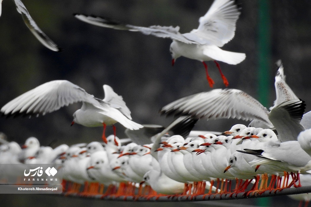 تصاویر: «مهاجران سیبری» در گیلان