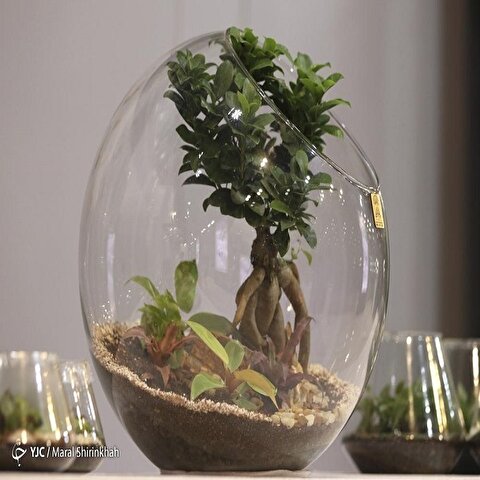 تصاویر: سومین نمایشگاه گل و گیاه کیش