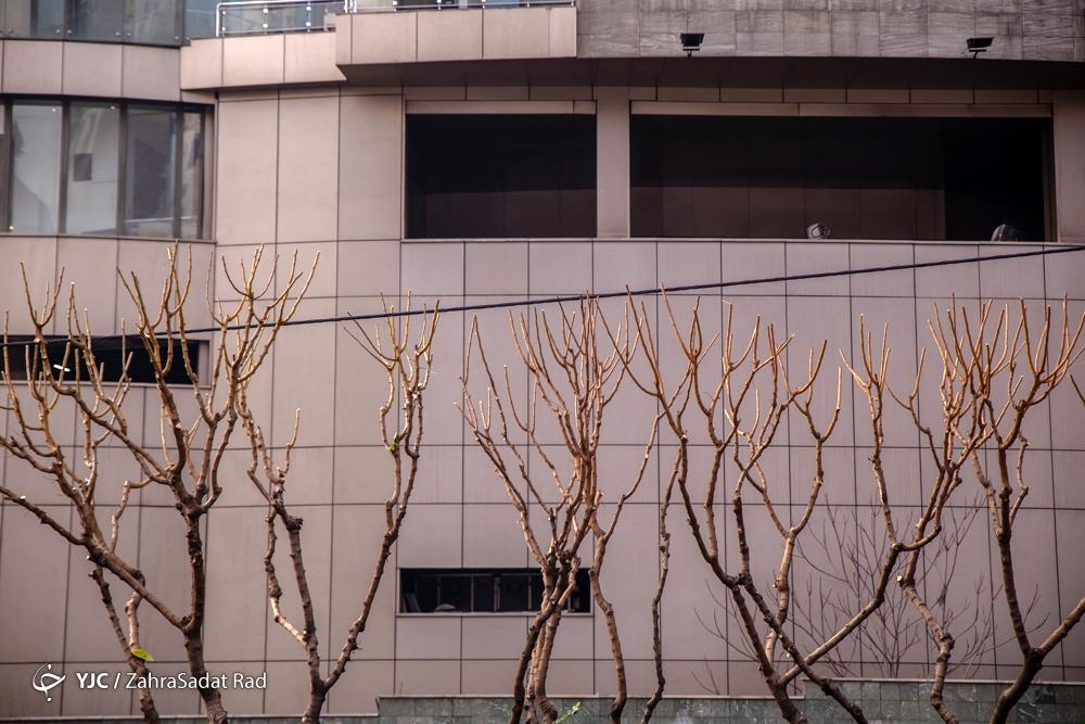 تصاویر: هرس زمستانه درختان پایتخت در آغاز خواب زمستانی