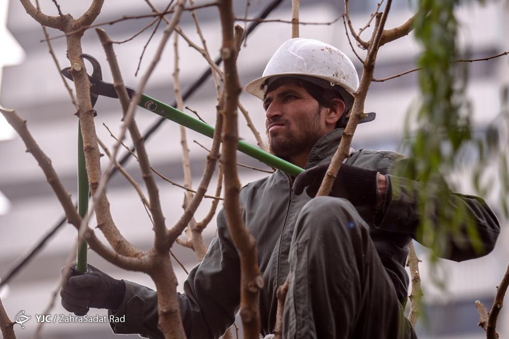 تصاویر: هرس زمستانه درختان پایتخت در آغاز خواب زمستانی