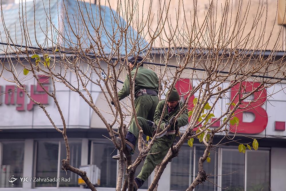 تصاویر: هرس زمستانه درختان پایتخت در آغاز خواب زمستانی