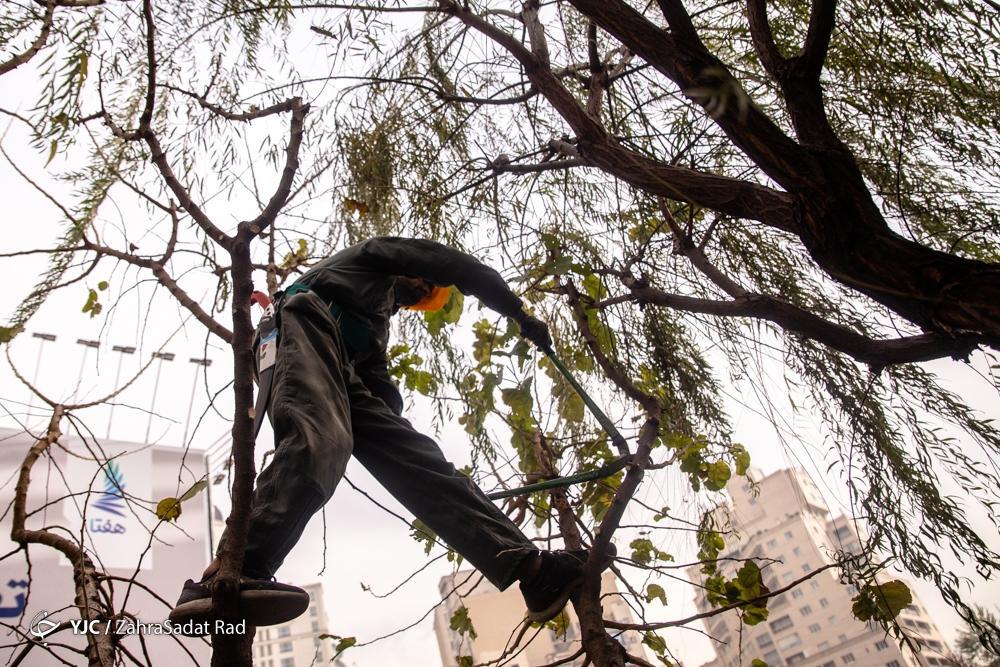تصاویر: هرس زمستانه درختان پایتخت در آغاز خواب زمستانی