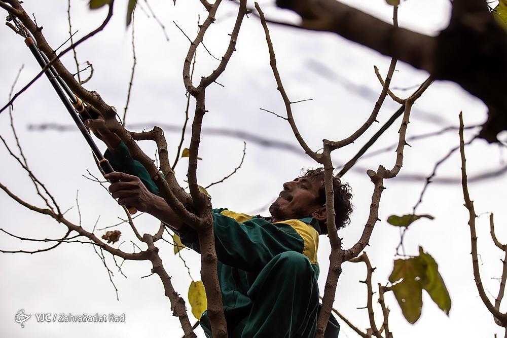 تصاویر: هرس زمستانه درختان پایتخت در آغاز خواب زمستانی