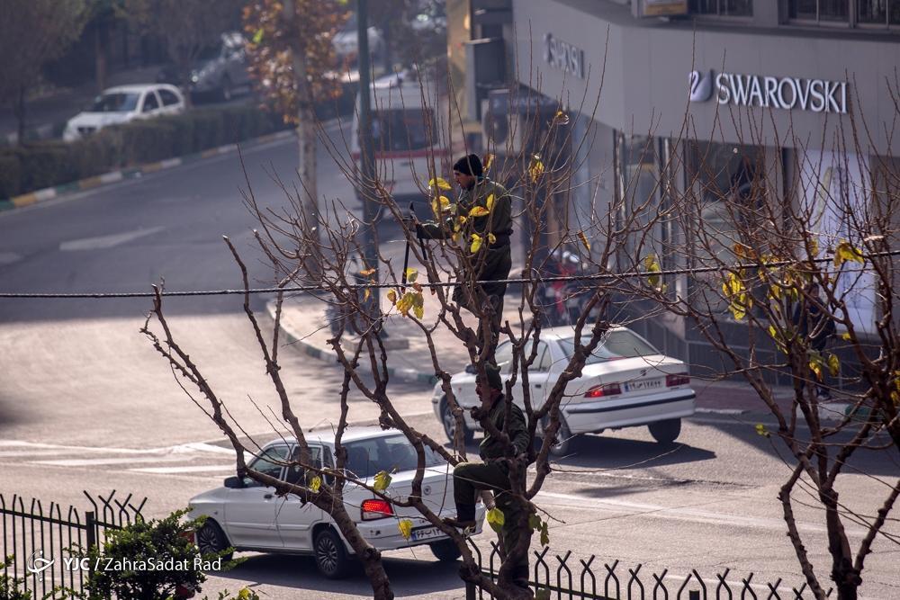 تصاویر: هرس زمستانه درختان پایتخت در آغاز خواب زمستانی
