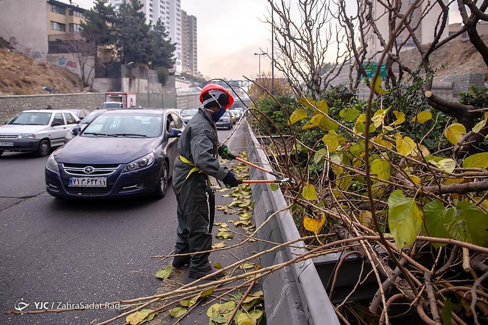 تصاویر: هرس زمستانه درختان پایتخت در آغاز خواب زمستانی