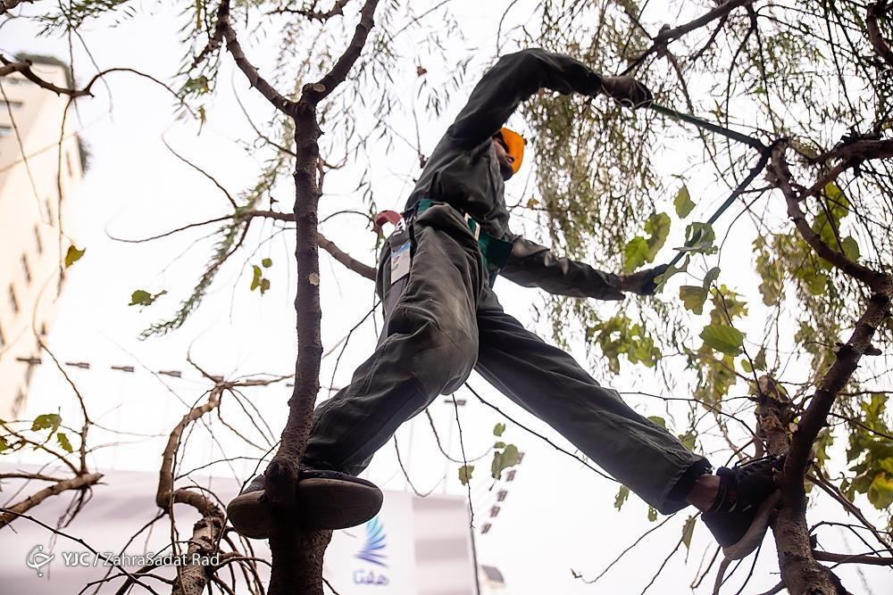 تصاویر: هرس زمستانه درختان پایتخت در آغاز خواب زمستانی