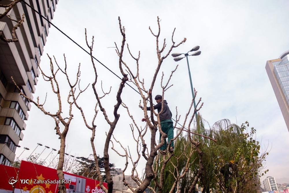 تصاویر: هرس زمستانه درختان پایتخت در آغاز خواب زمستانی