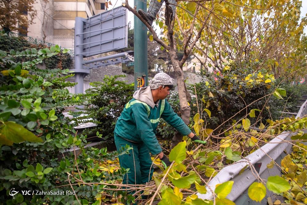 تصاویر: هرس زمستانه درختان پایتخت در آغاز خواب زمستانی