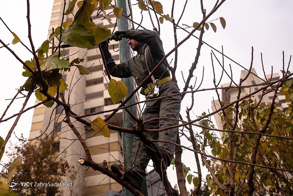 تصاویر: هرس زمستانه درختان پایتخت در آغاز خواب زمستانی
