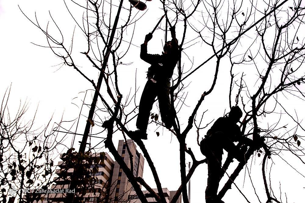 تصاویر: هرس زمستانه درختان پایتخت در آغاز خواب زمستانی