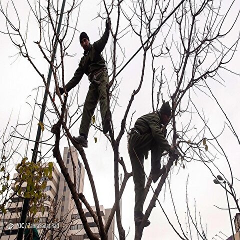 تصاویر: هرس زمستانه درختان پایتخت در آغاز خواب زمستانی