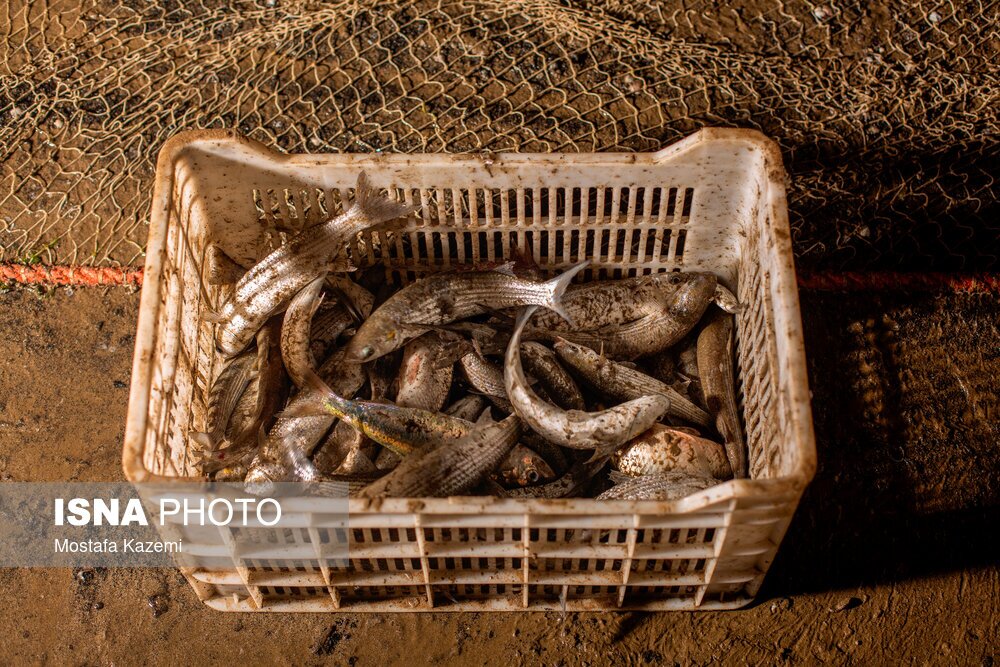 تصاویر: صید شبانه ماهی