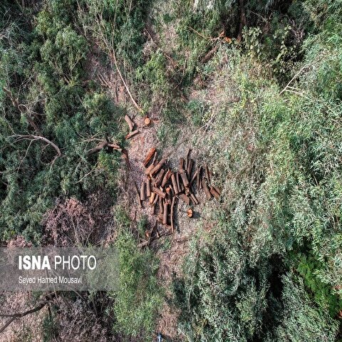 تصاویر: قطع درختان پارک ملی دز و عباس آباد