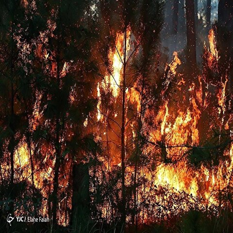 تصاویر: آتش سوزی در جنگل‌های گیلان