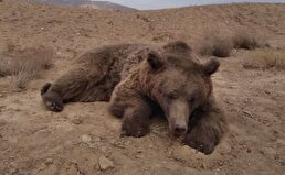 ببینید / آخرین لحظات قبل از مرگ خرس قهوه‌ای در تصادف جاده شاهرود