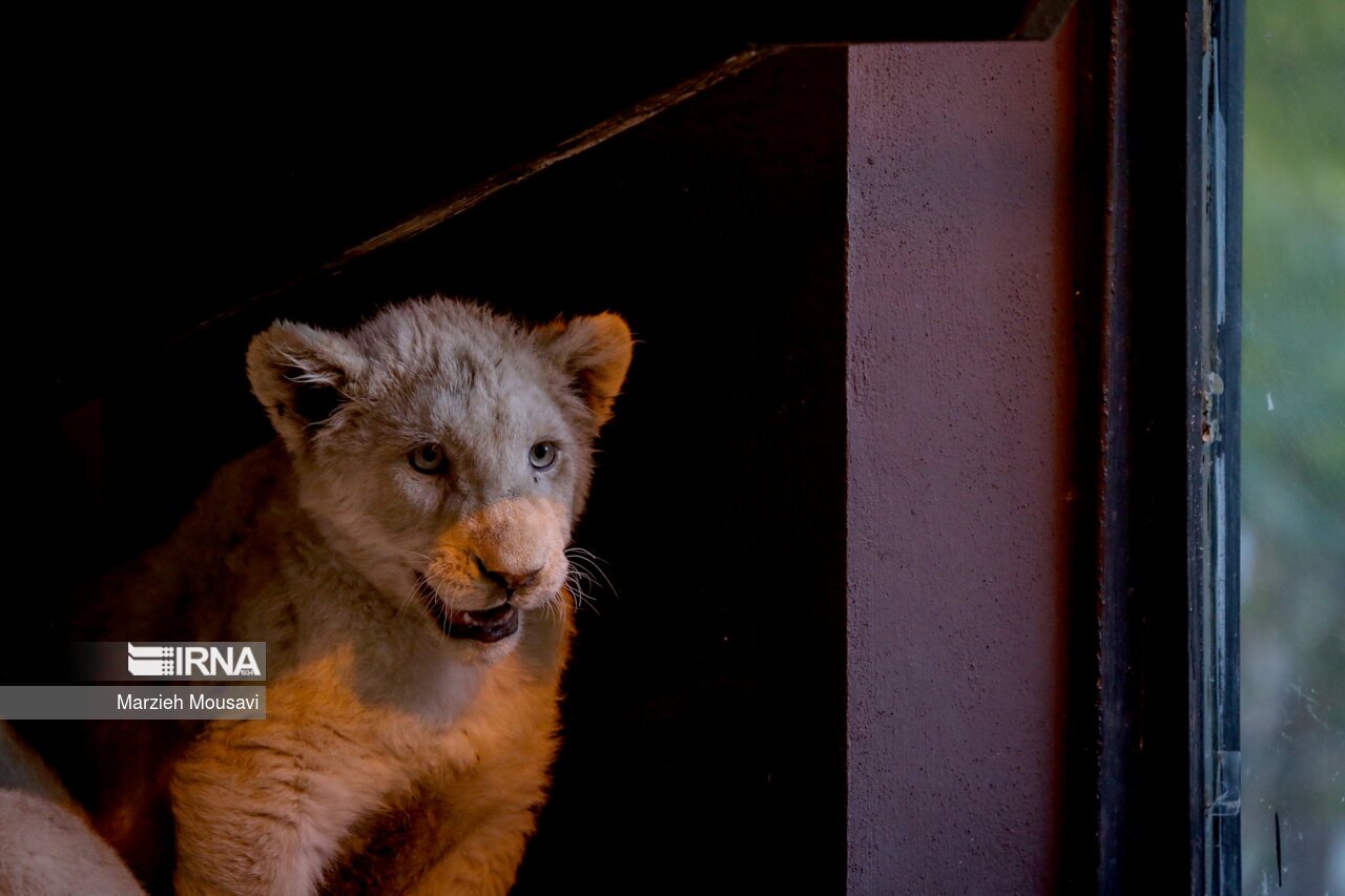 تصاویر: انتقال شیر‌های سفید به باغ وحش