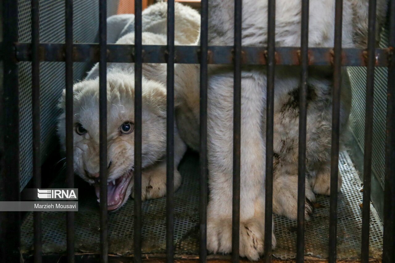 تصاویر: انتقال شیر‌های سفید به باغ وحش