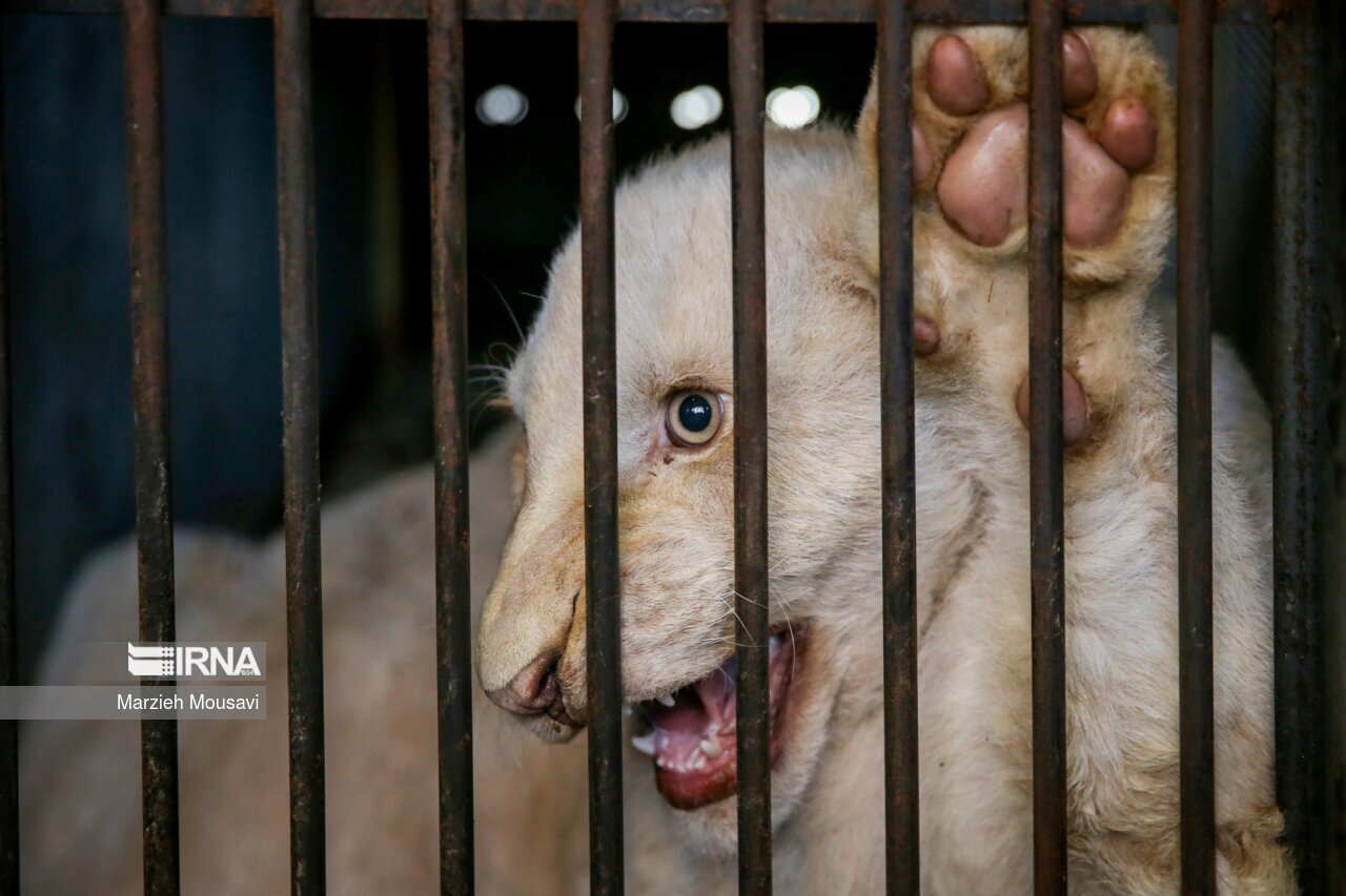 تصاویر: انتقال شیر‌های سفید به باغ وحش