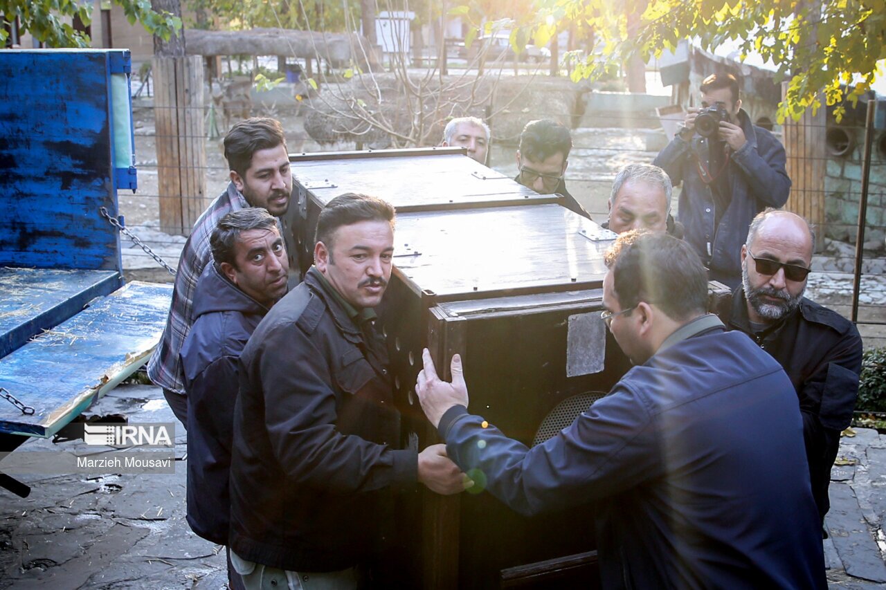 تصاویر: انتقال شیر‌های سفید به باغ وحش