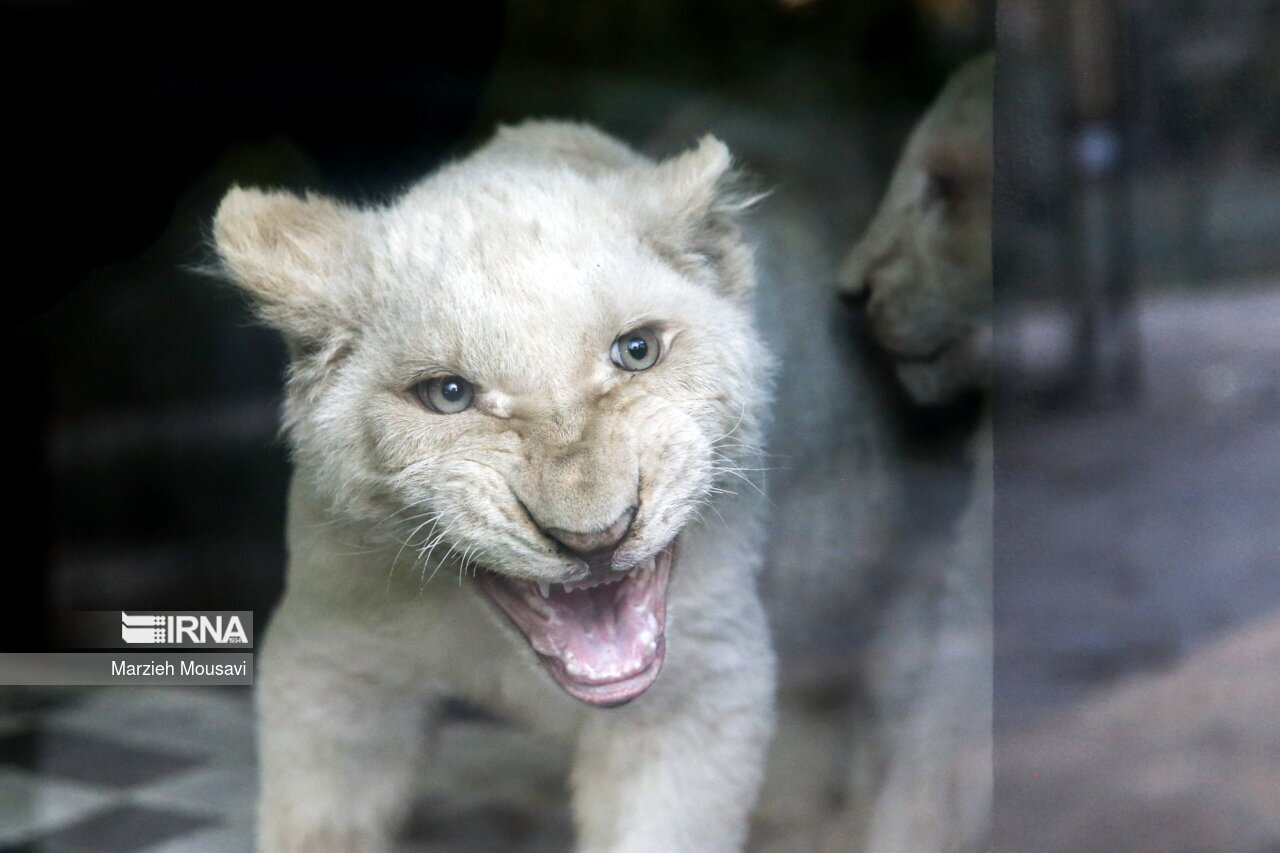 تصاویر: انتقال شیر‌های سفید به باغ وحش