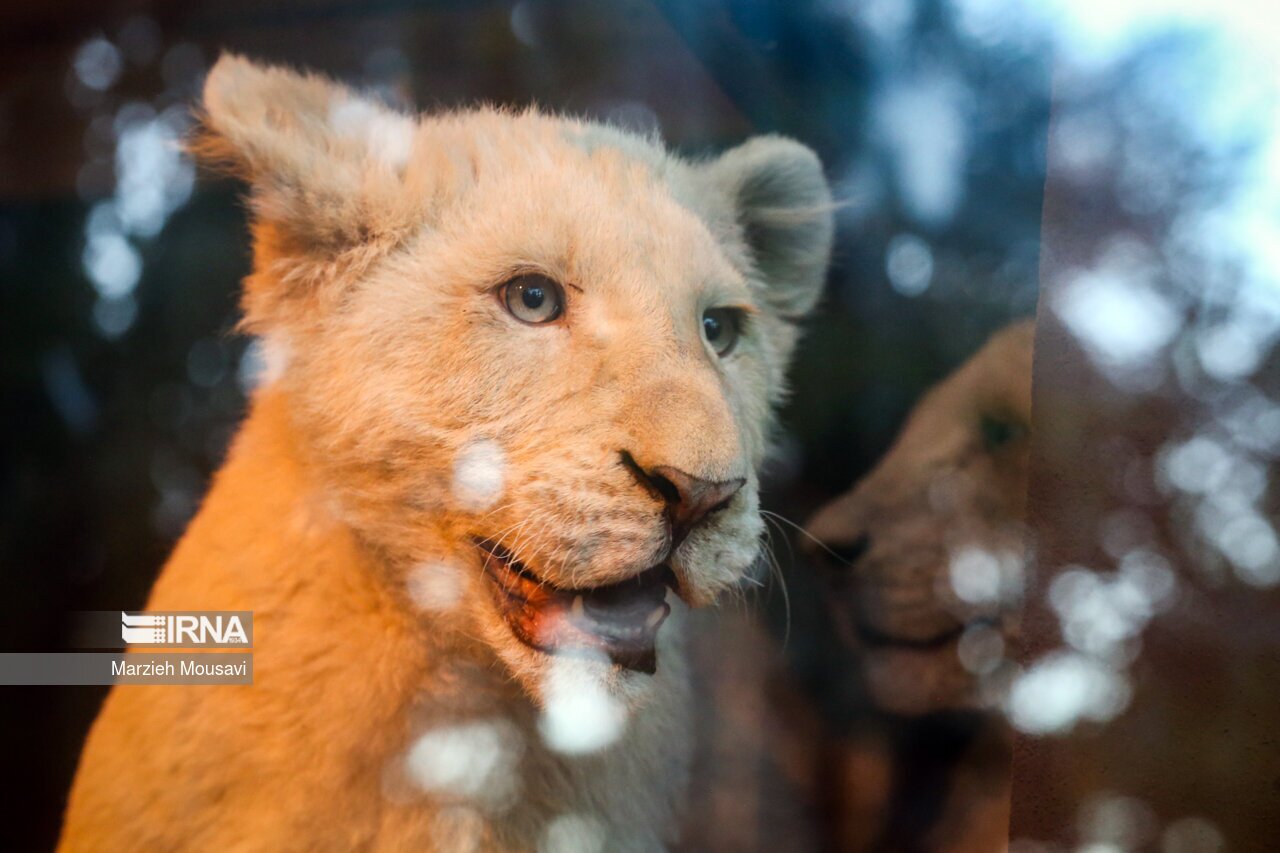 تصاویر: انتقال شیر‌های سفید به باغ وحش