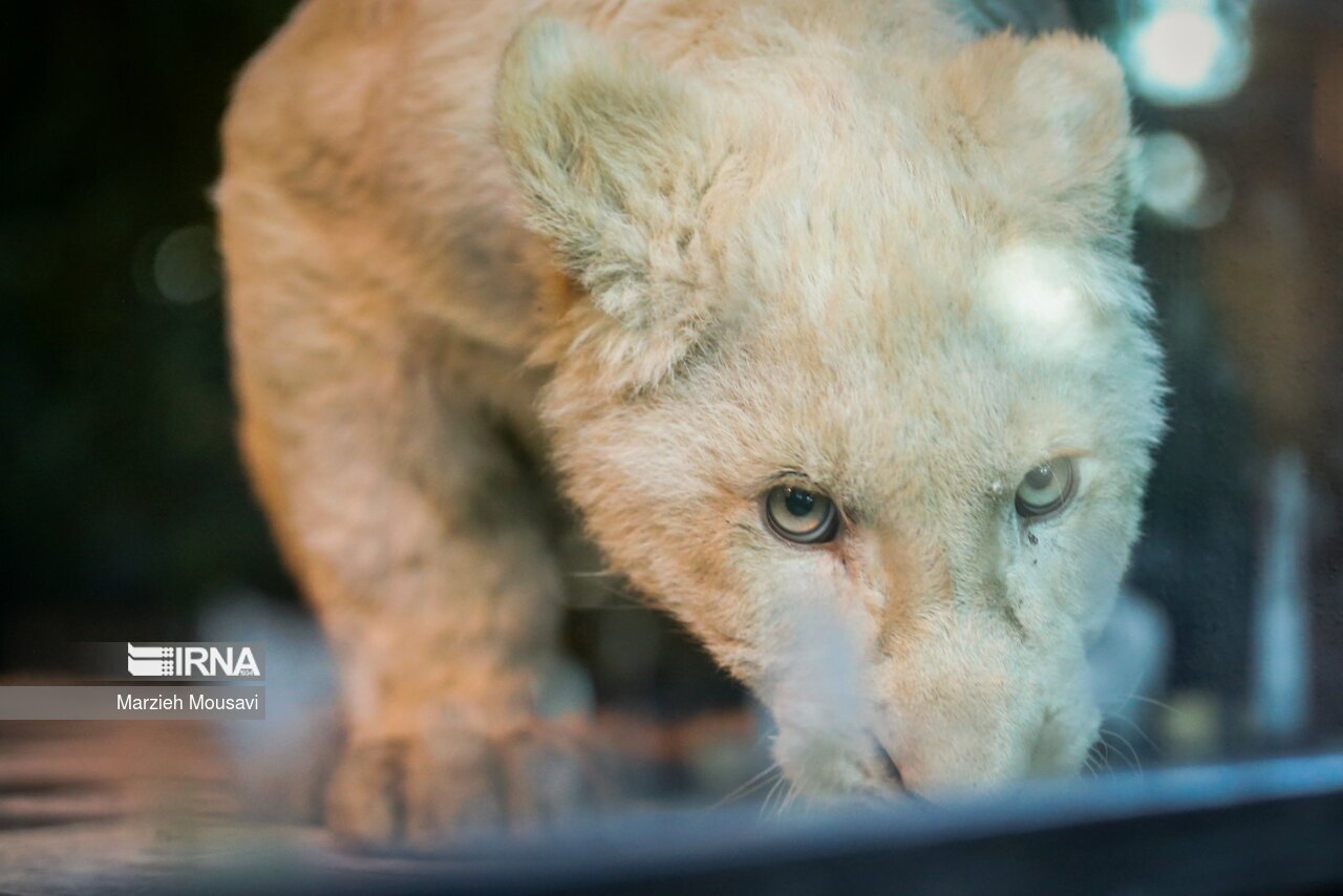 تصاویر: انتقال شیر‌های سفید به باغ وحش