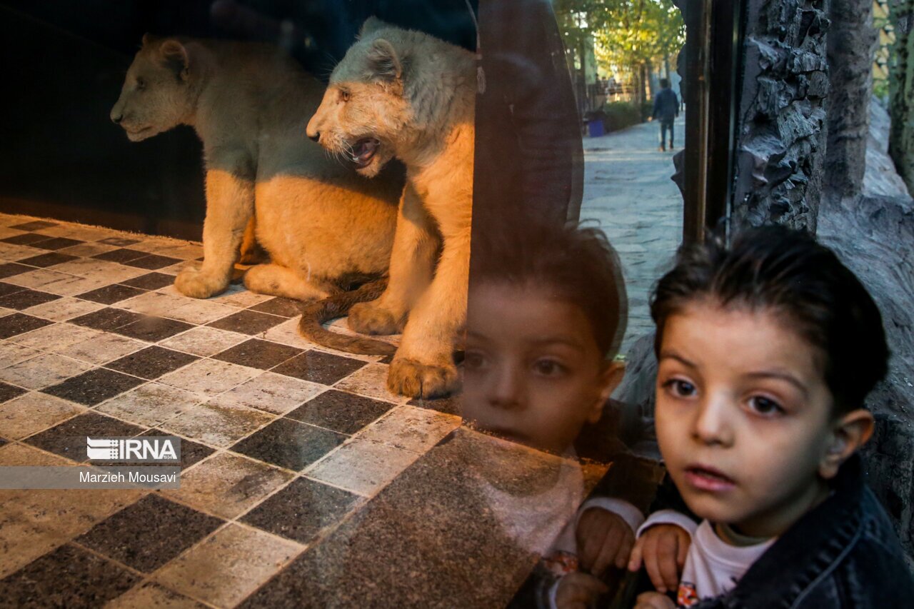 تصاویر: انتقال شیر‌های سفید به باغ وحش