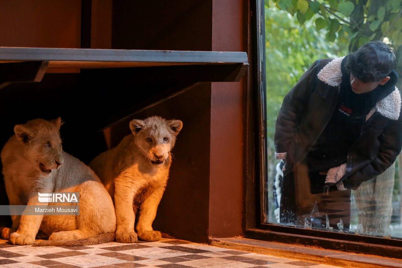 تصاویر: انتقال شیر‌های سفید به باغ وحش