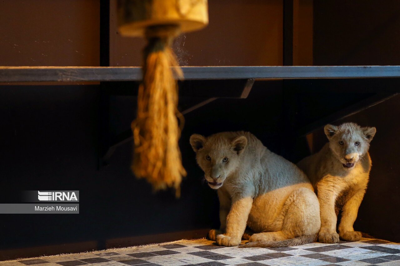 تصاویر: انتقال شیر‌های سفید به باغ وحش