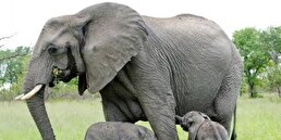 ببینید/ زایمان نادر فیل آفریقایی