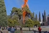 سازمان آتش نشانی: آتش سوزی آرامگاه سعدی مربوط به ۲ درخت کهنسال است