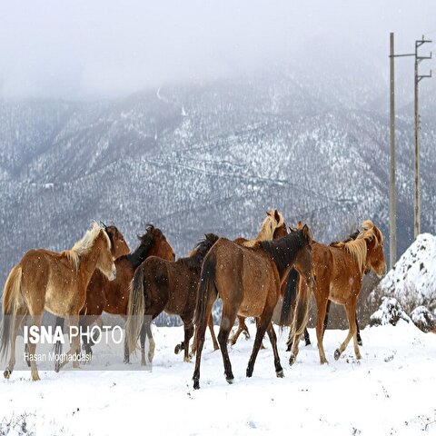 تصاویر: اولین برف پاییزی در روستاهای کوهپایه نشین سوادکوه