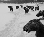 ویدیو / روسیه؛ گرفتار شدن اسب‌ها در دریاچه‌ای از یخ