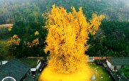 ویدیو / درخت ژینکو ۸۰۰ ساله در کره جنوبی