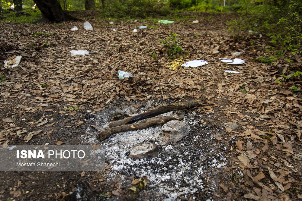 تصاویر: جنگلهای ساری بعد از تعطیلات سال نو