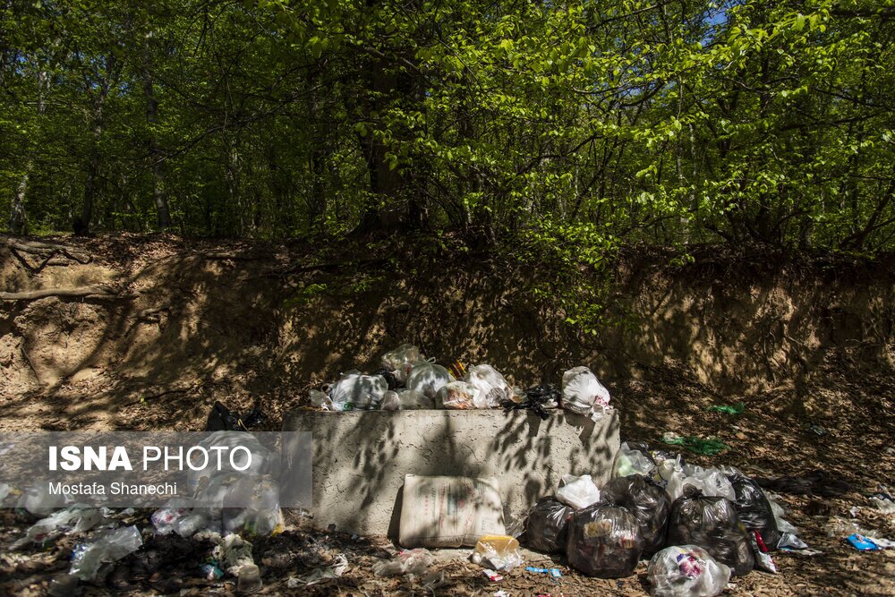 تصاویر: جنگلهای ساری بعد از تعطیلات سال نو