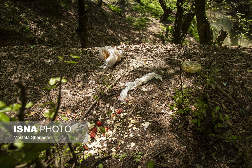 تصاویر: جنگلهای ساری بعد از تعطیلات سال نو